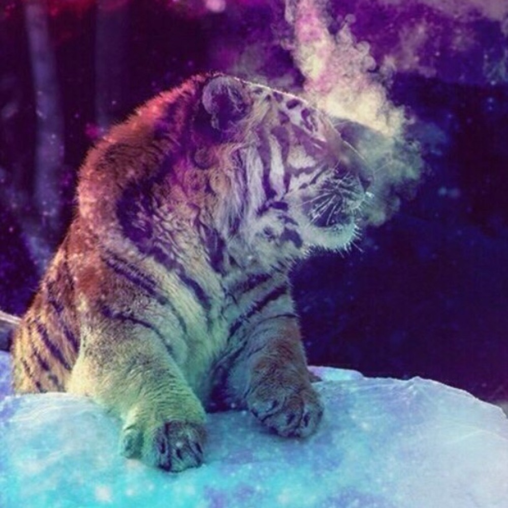 Meet your Posher, Alexis